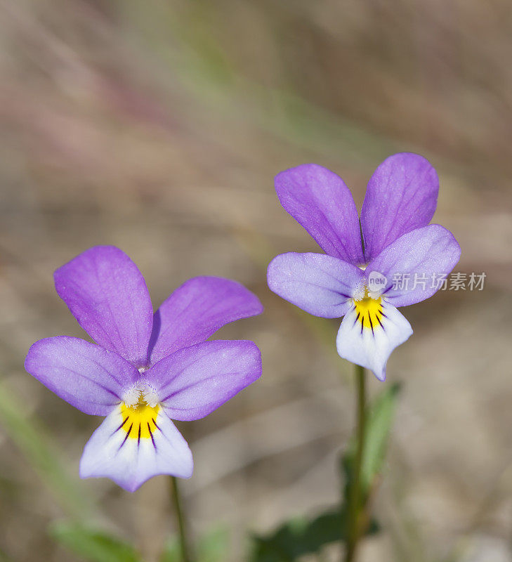 野生三色堇(Viola tricolor) (Heartsease)花